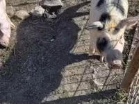 Eber, Schweine — Foto 7