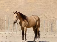 Pastuv, Quarter Horse — fotografija 5