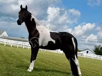Horse (M), Tennessee Walking Horse — photo 5