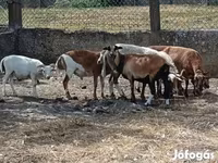 كبش, Cameroon sheep — الصورة 3