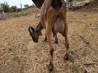 Теке, Alpine goat — 2-сурет