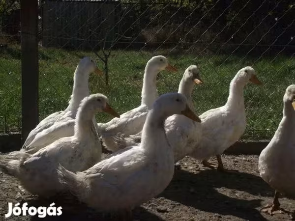 Ducks