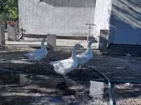 Geese — 照片 1