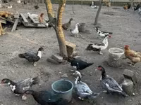 Ducks — फ़ोटो 1