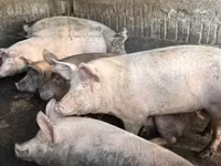 猪（批次，未指定性别）, Pigs — 照片 4