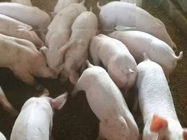 Porca,  — Hungria