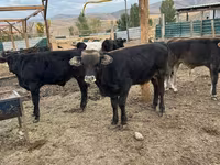 Bull, Swiss cattle — photo 5