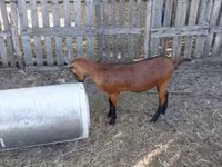 बकरी, Alpine goat — फ़ोटो 5
