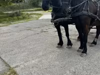 घोड़ा, Friesian — फ़ोटो 5