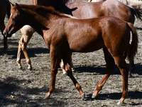 雌馬, Quarter Horse — 写真 8