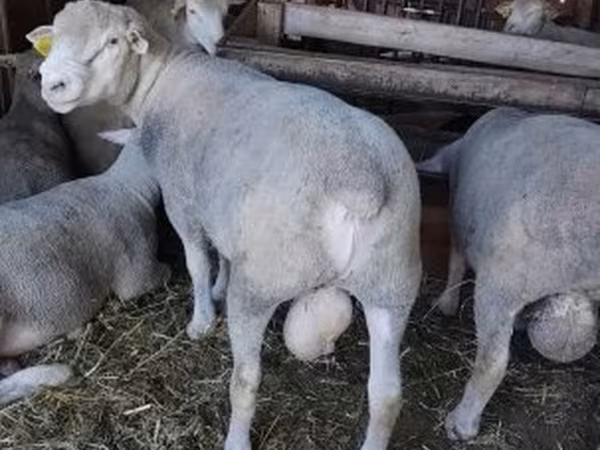 Widder, Ile-de-France sheep