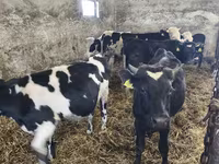 Bull, Russian Black pied cattle — photo 2
