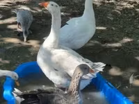 Geese — fotografija 4