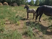 Caballo, Lipizzaner — foto 2