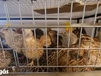 Quails — फ़ोटो 7
