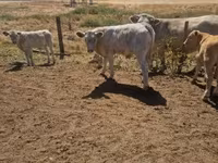 Bik, Charolais cattle — fotografija 4