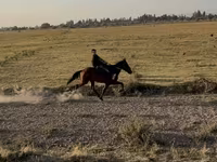 Kobila, French Trotter — fotografija 1