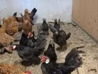 Chickens — Foto 1