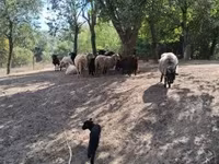Schaf, Racka sheep — Foto 5