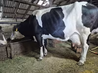 Krowa, Russian Black pied cattle — zdjęcie 1