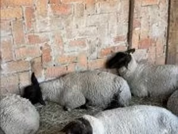 Ovca, White Suffolk sheep