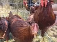 Chickens — zdjęcie 1