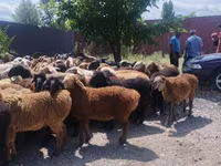 Bélier, Moutons — photo 3