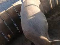 公猪, Pigs — 照片 1