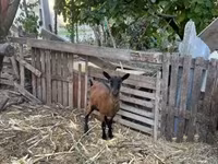 Ziege, Alpine goat — Foto 2