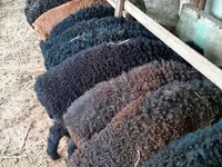 Qoç, Arabi sheep — foto 1