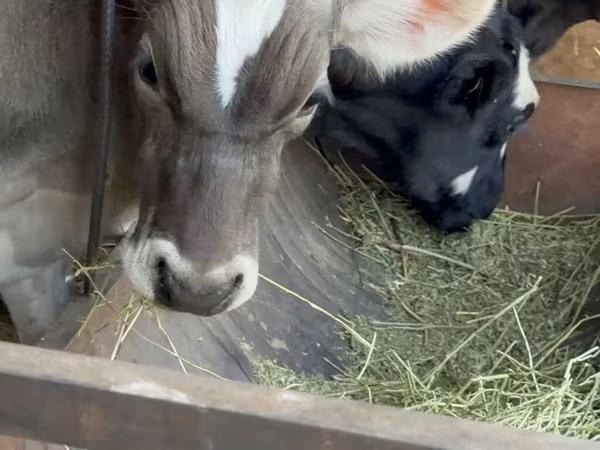 Bik, Alatau pasmina