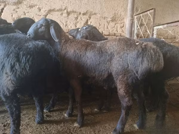 Баран, Rhon sheep