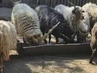 Widder, Racka sheep — Foto 6