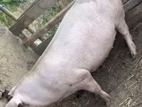 Säue, Schweine — Foto 5