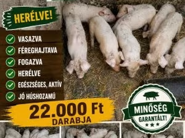 Porca, Porcos — Hungria