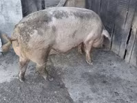 Sow, Pigs — photo 2