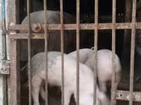 公猪, Pigs — 照片 2