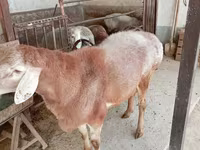 Widder, Arashan sheep — Foto 5