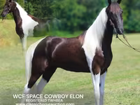 Pastuv, Tennessee Walking Horse — fotografija 1