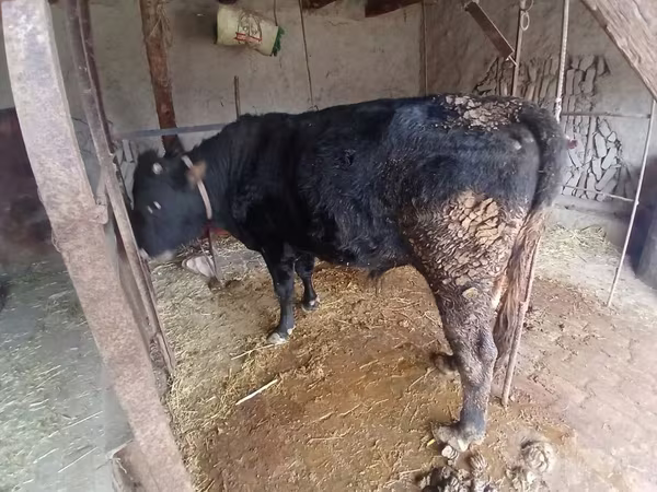 雌牛, 牛