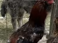 Chickens — Foto 1