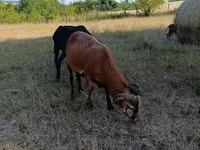 Carnero, Cameroon sheep — foto 2