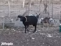 كبش, Shetland sheep — الصورة 6