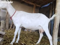 बकरी, Saanen goat — फ़ोटो 4