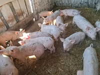 Porcs (lot, sexe non indiqué), Porcs — photo 2