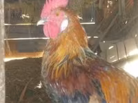 Chickens — foto 3