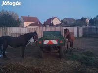 母马, Horses — 照片 1