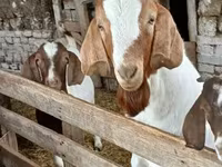 बकरा, Boer goat — फ़ोटो 5