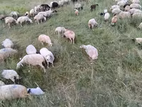 Вівця, Balbas sheep — фото 7
