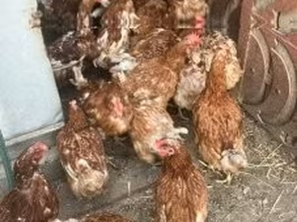 Chickens — Угорщина